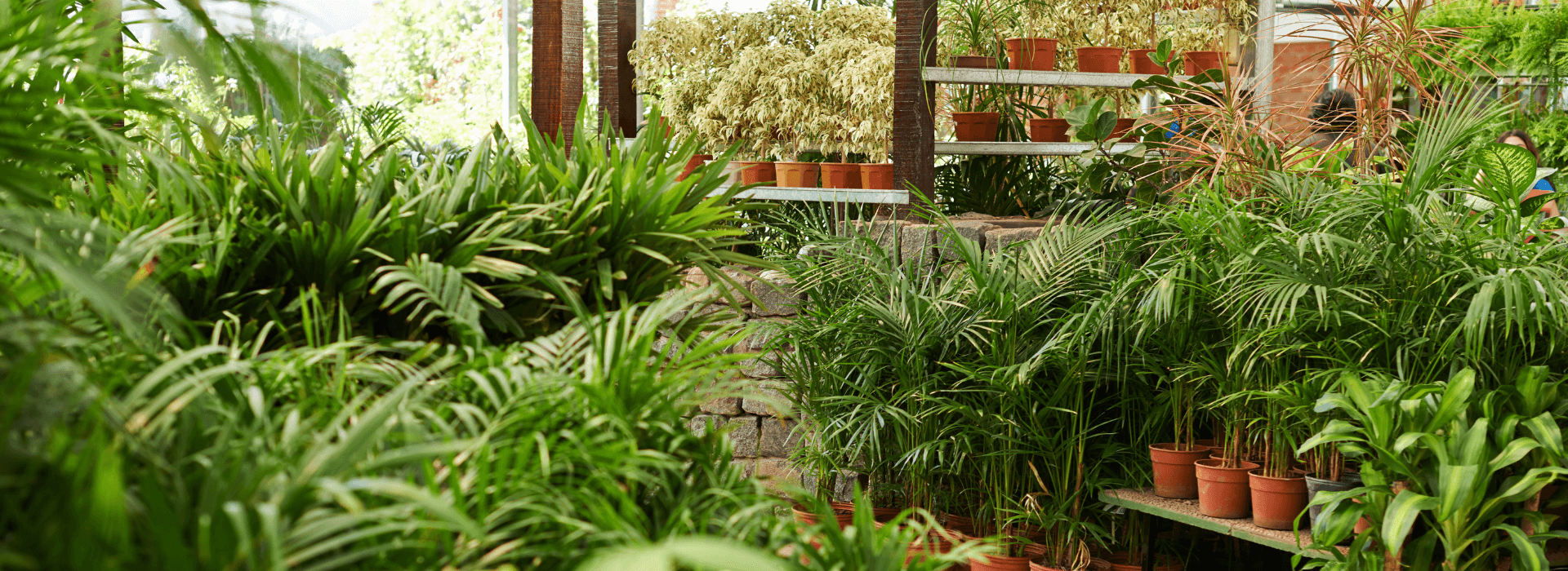 Indoor plants and gift store thrives in omnicommerce payments setting.